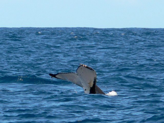 20- Baleines, groupe 3, en mer, sud du lagon 